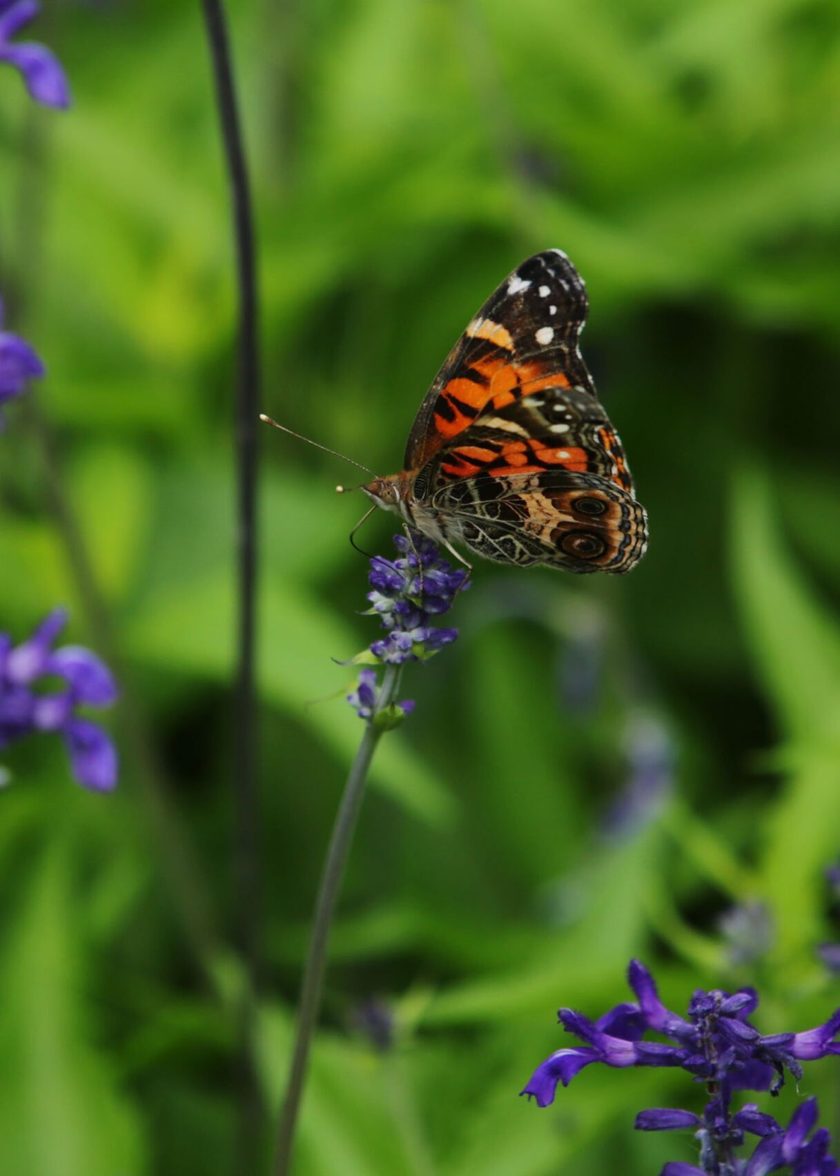 Tulsa Botanical Garden